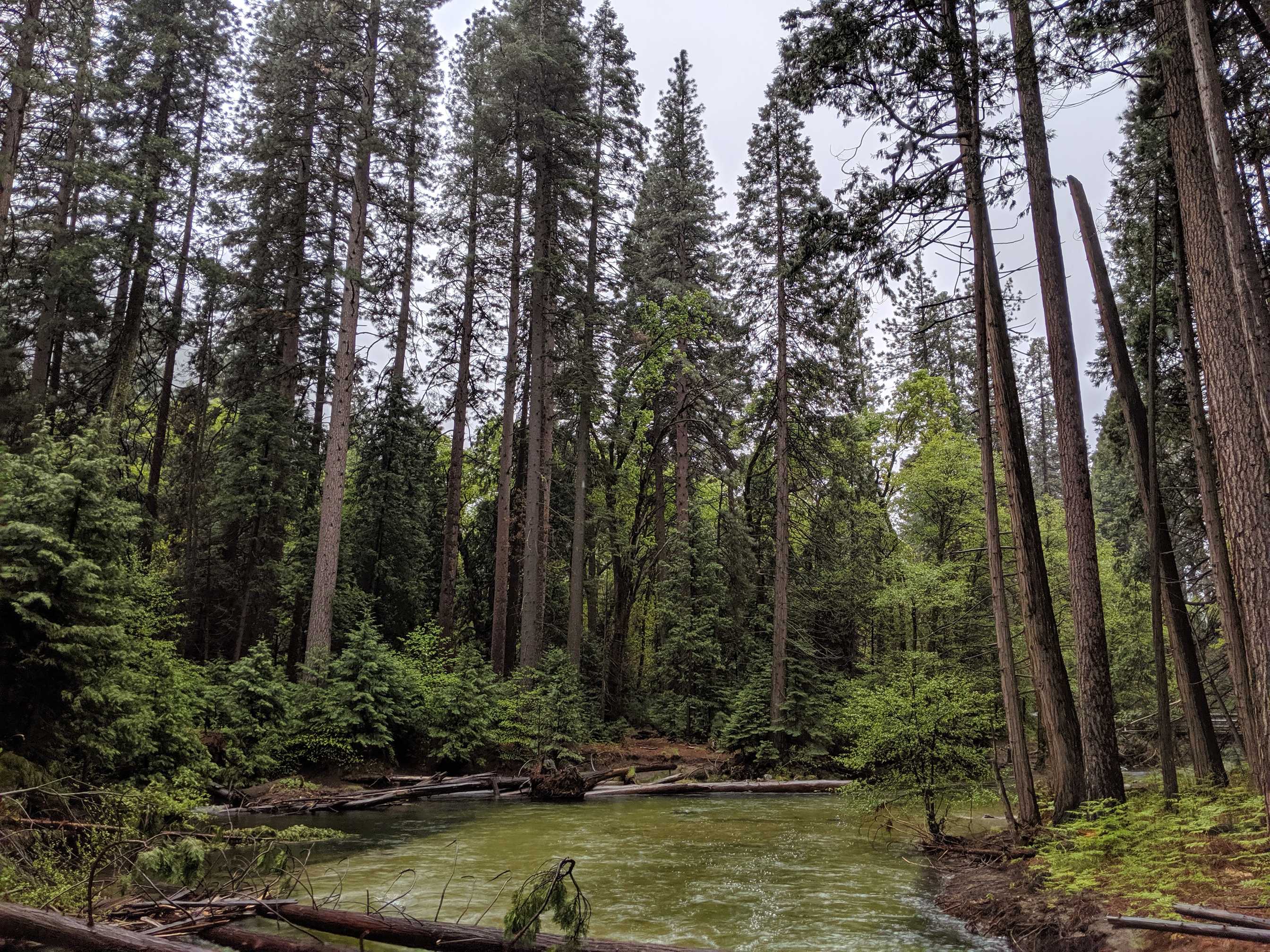 Lovely scene of trees in Yosemite National Park